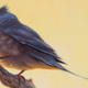 Artist’s impression of Tsidiiyazhi abini. (Image: Sean Murtha)